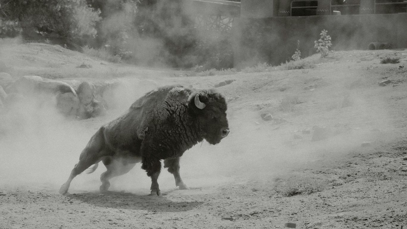 a bison is running in the dust in a black and white photo