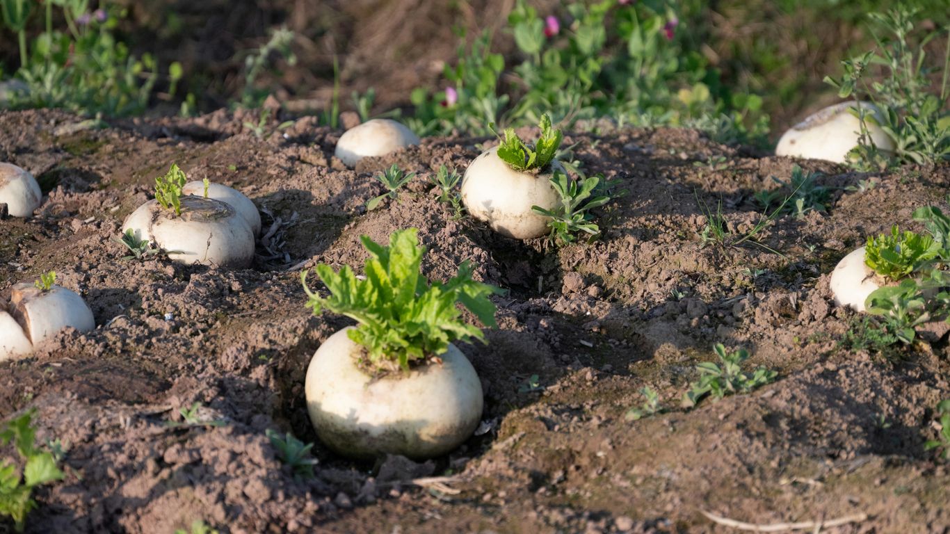 Fresh daikon radishes resting on a wooden table