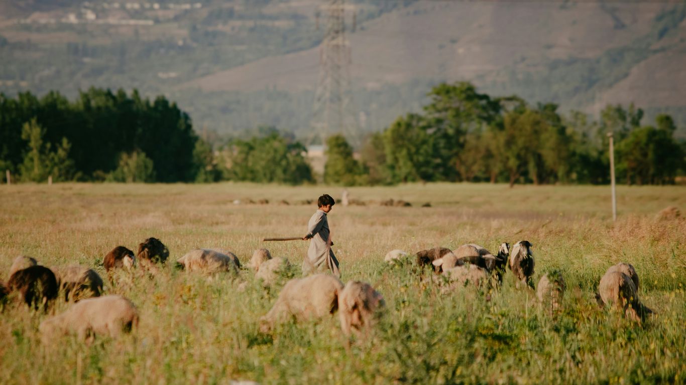 A herd of sheep grazing on a lush green field