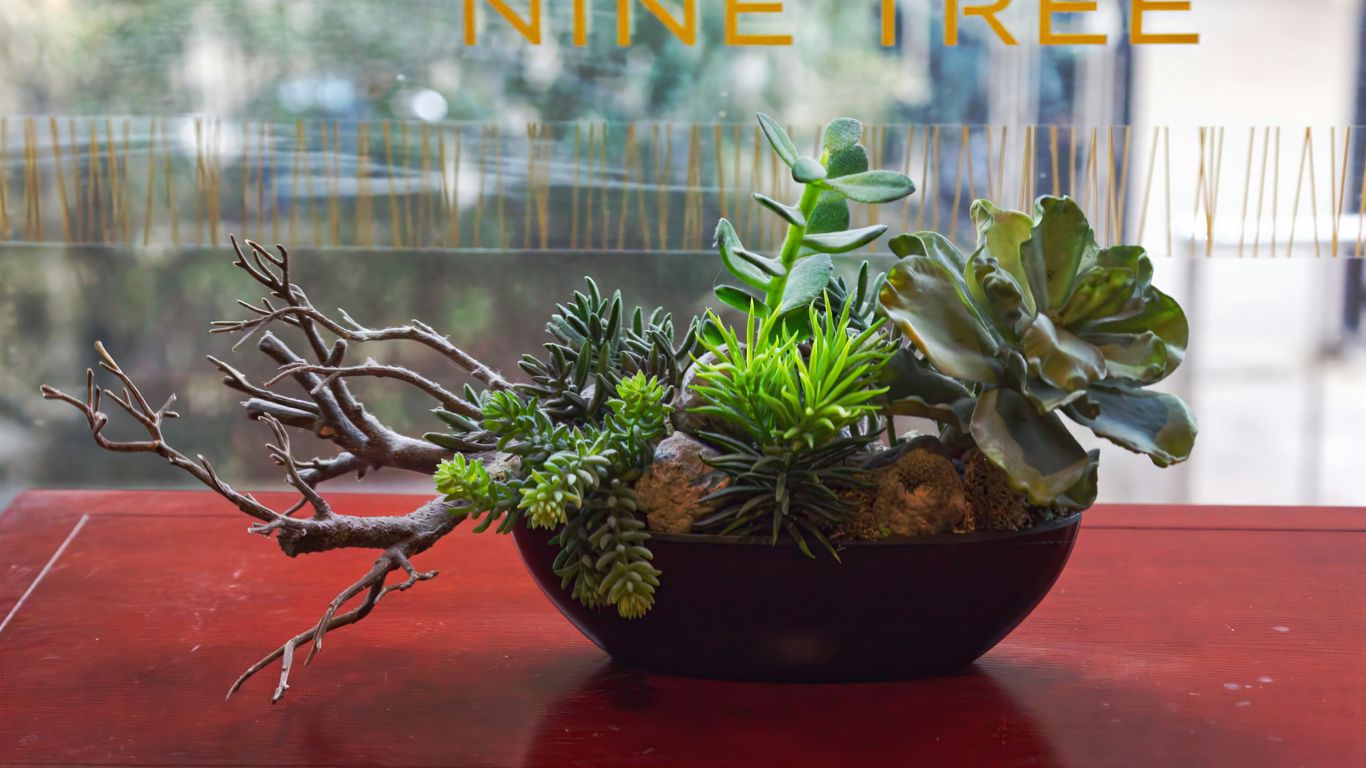 A small succulent plant on an office desk