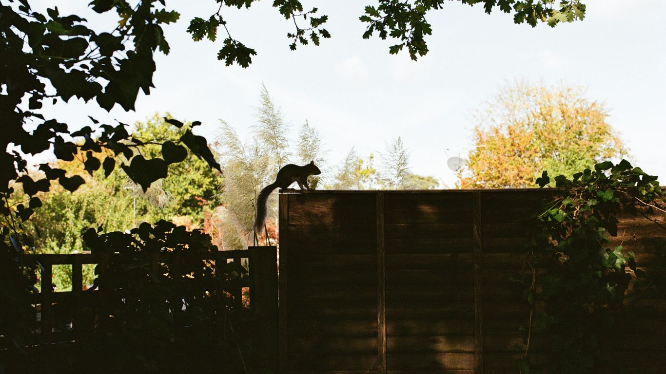 Squirrel perched on a wooden fence surrounded by greenery, highlighting a natural landscape suitable for moisture-loving plants like rushes and ferns.