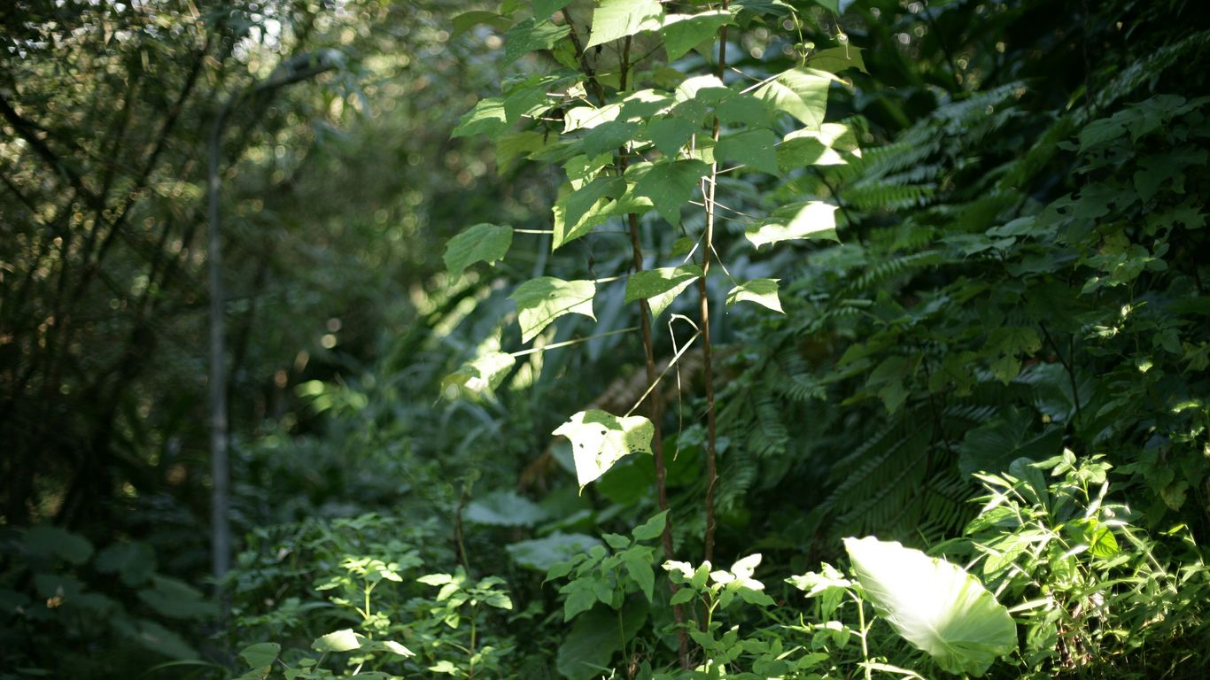 Green leaves and plants in a sunlit forest