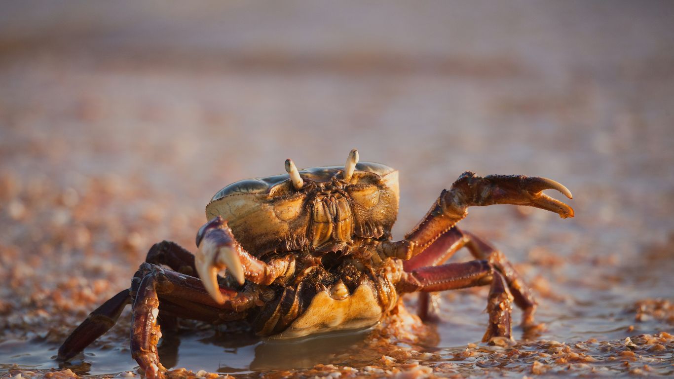 A small crab navigating the mud during low tide