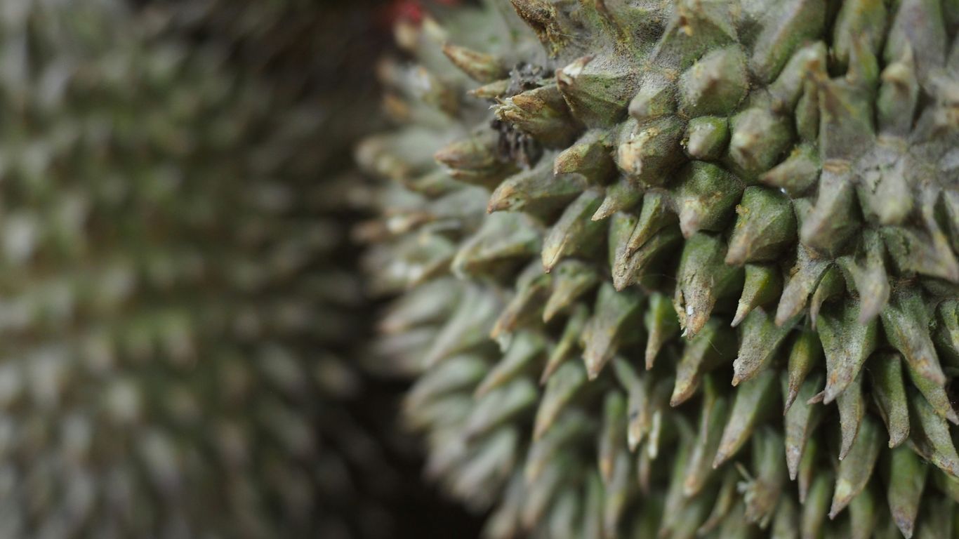 a close up of a plant