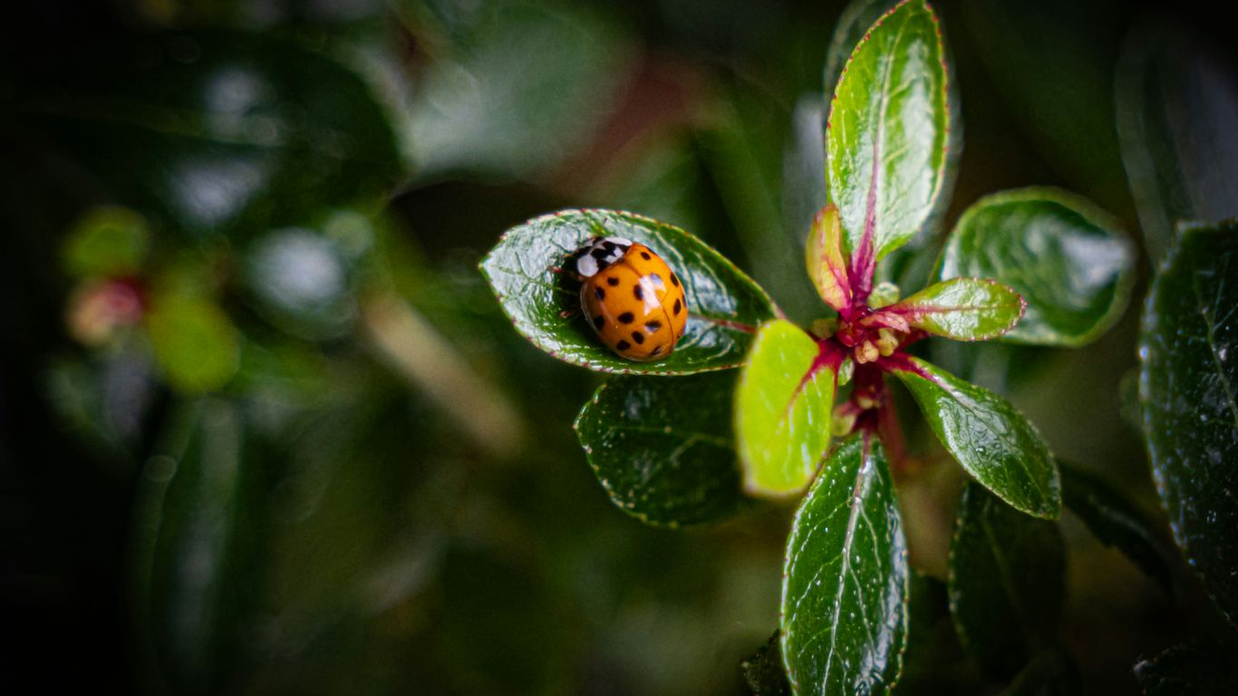 a lady bug sitting on top of a green leaf