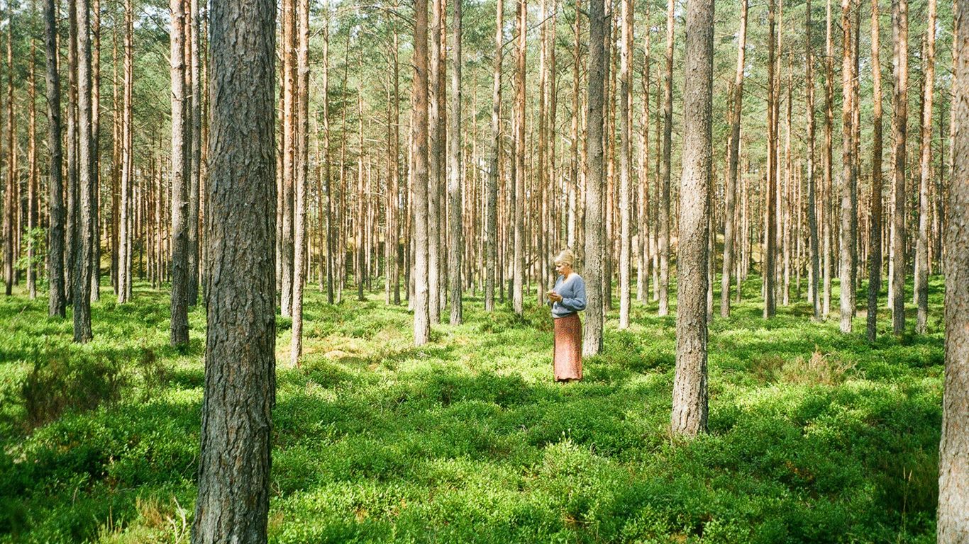 a person standing in the middle of a forest