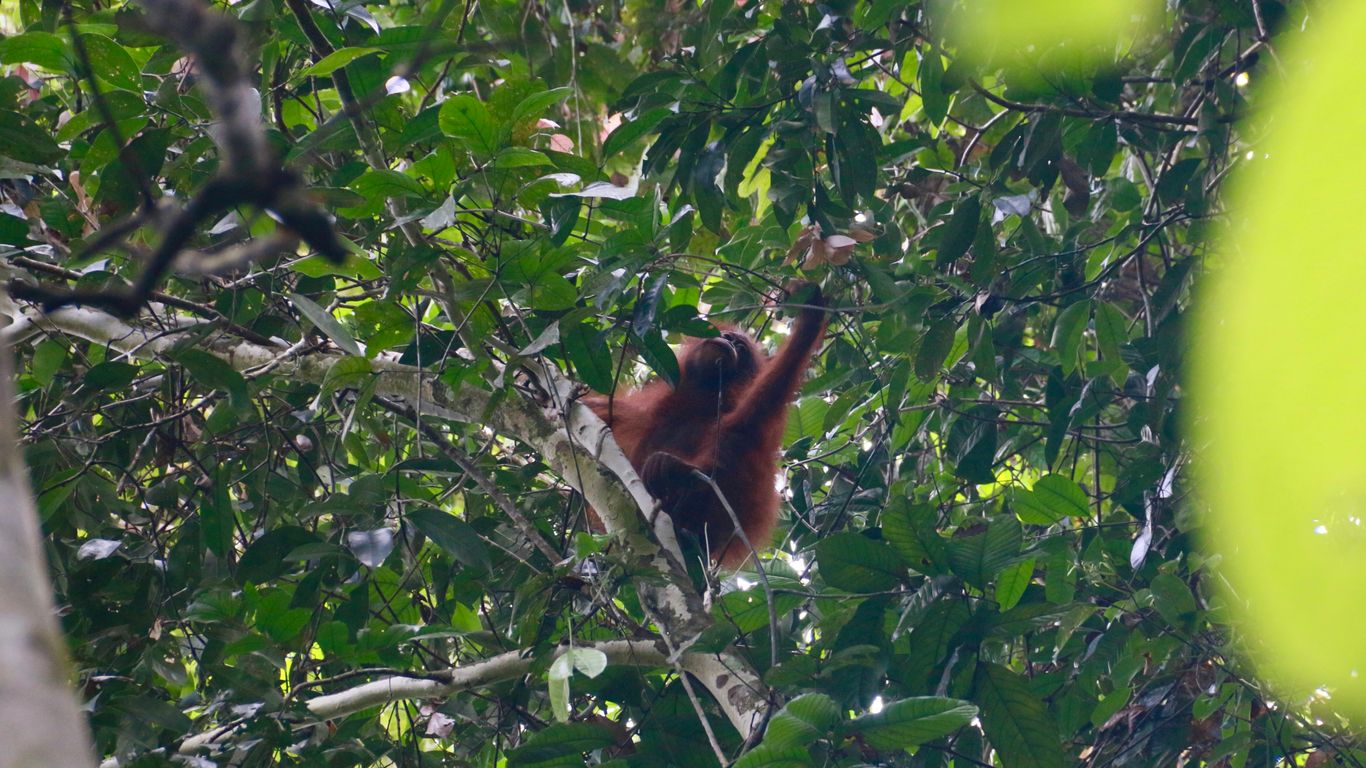 an oranguel hanging from a tree branch in a forest