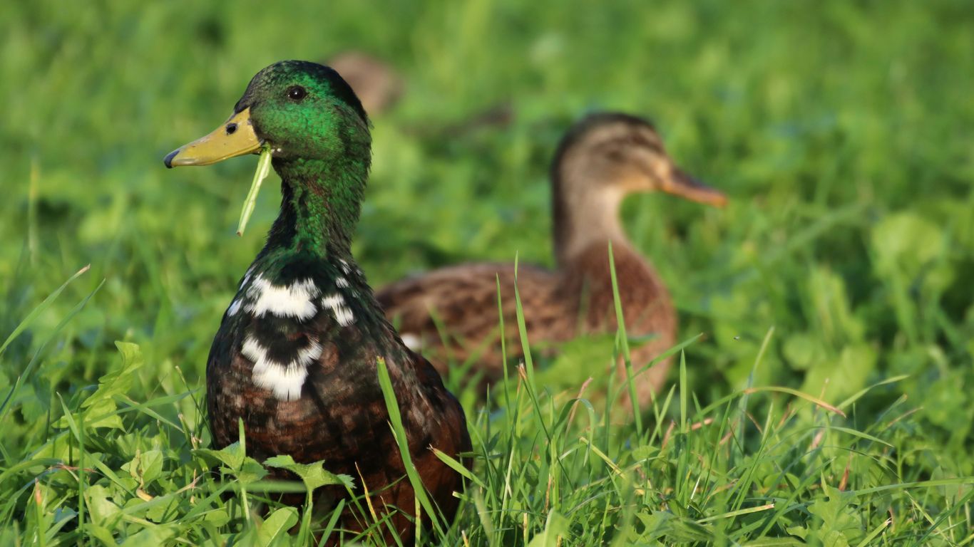 brown and white duck on green grass during daytime