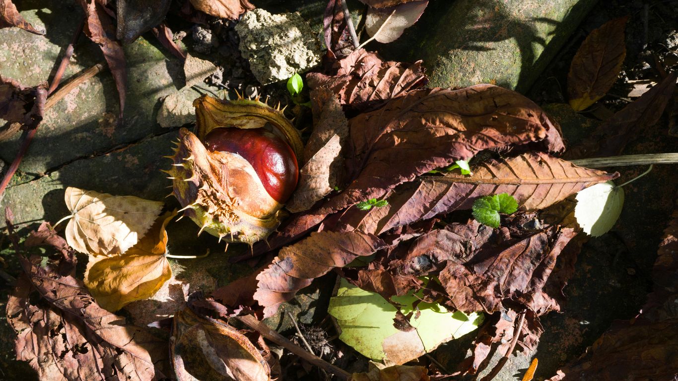 a frog in a pile of leaves