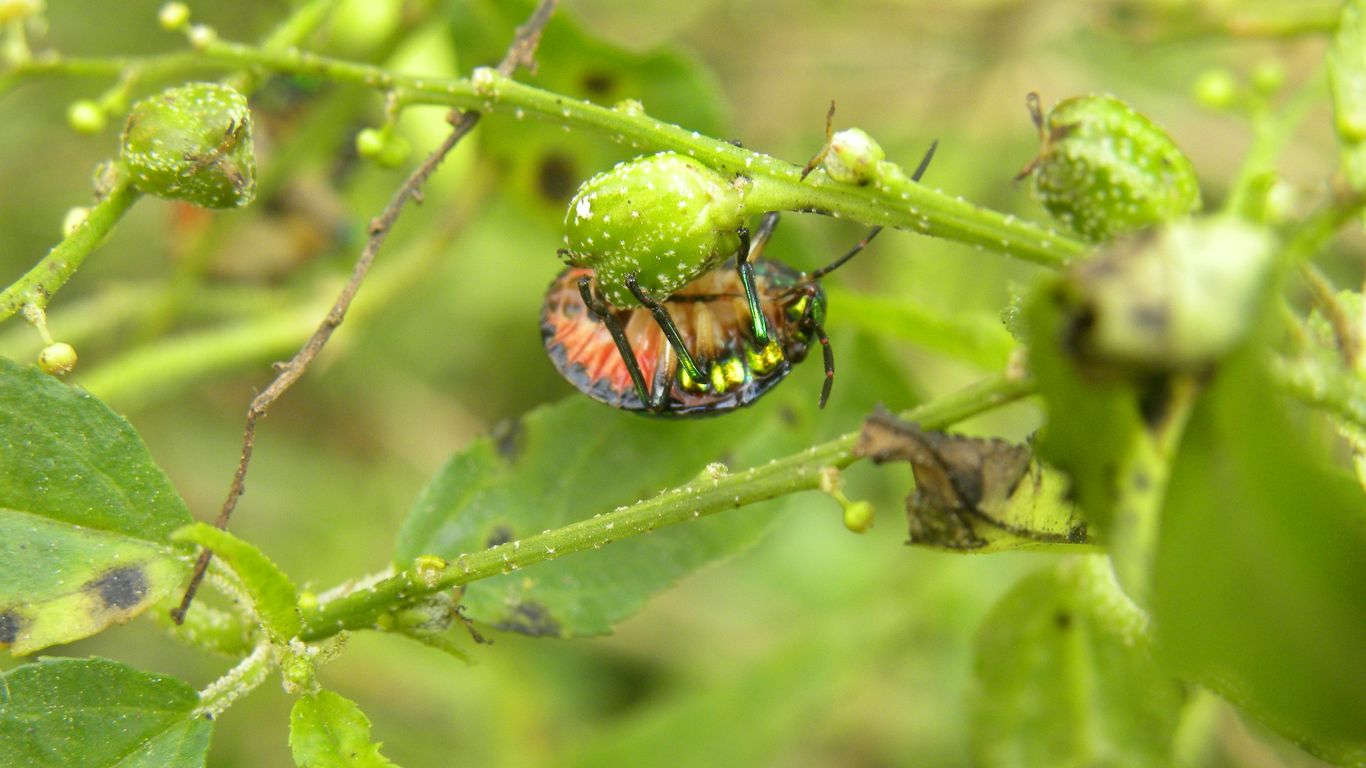 black and orange striped bug on green leaf