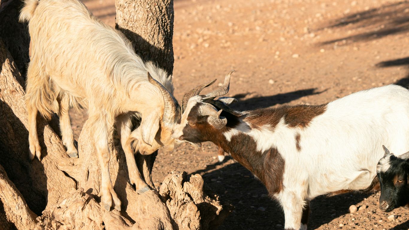 A group of goats standing next to a tree