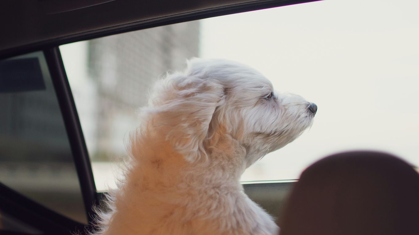 a small white dog sitting in the passenger seat of a car