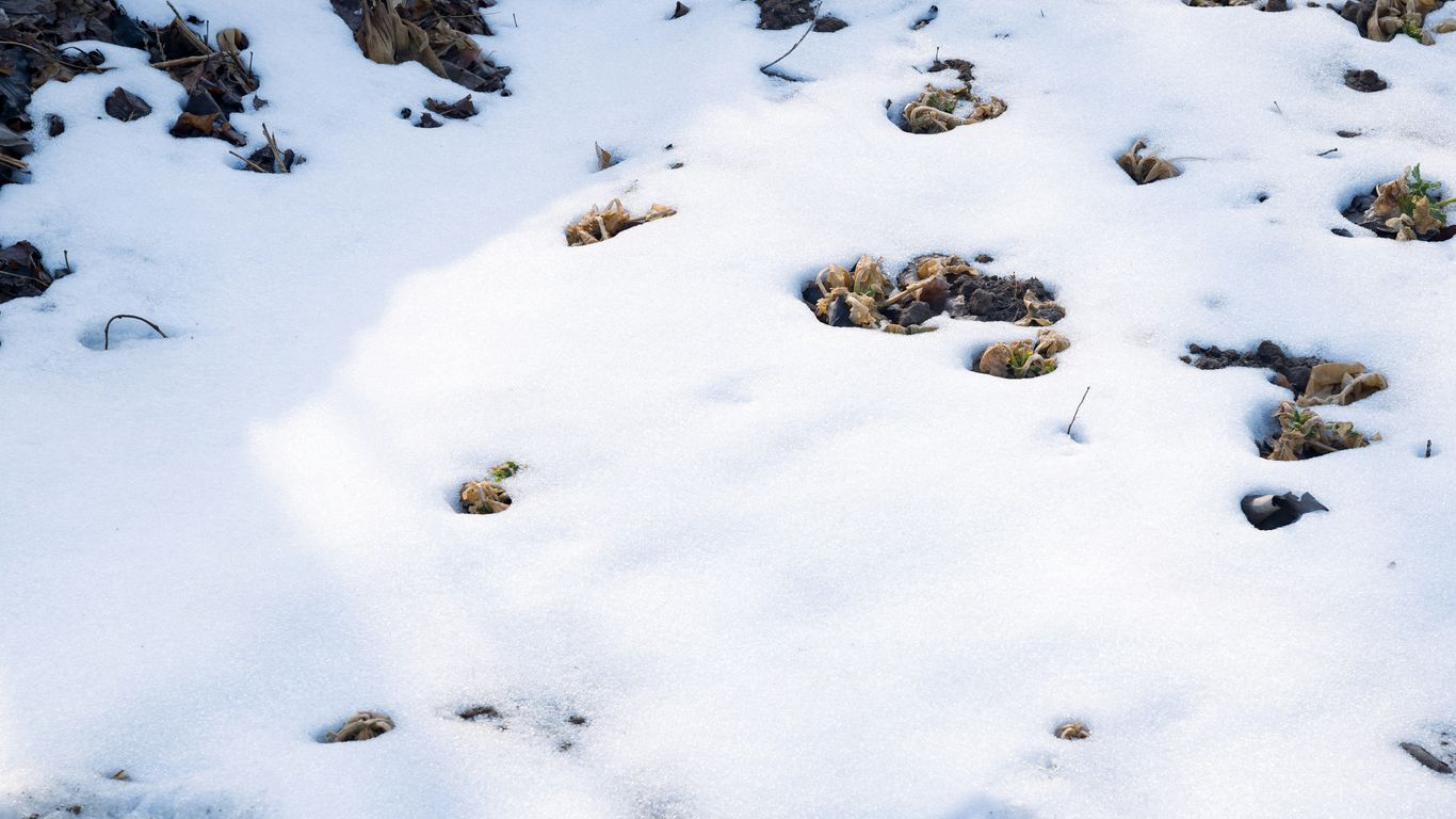 a snow covered ground with rocks and plants