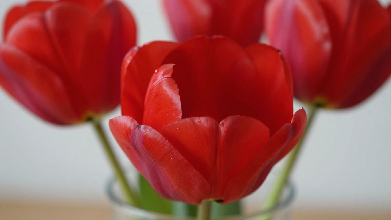 Een enkele rode tulp in een glazen vaas.