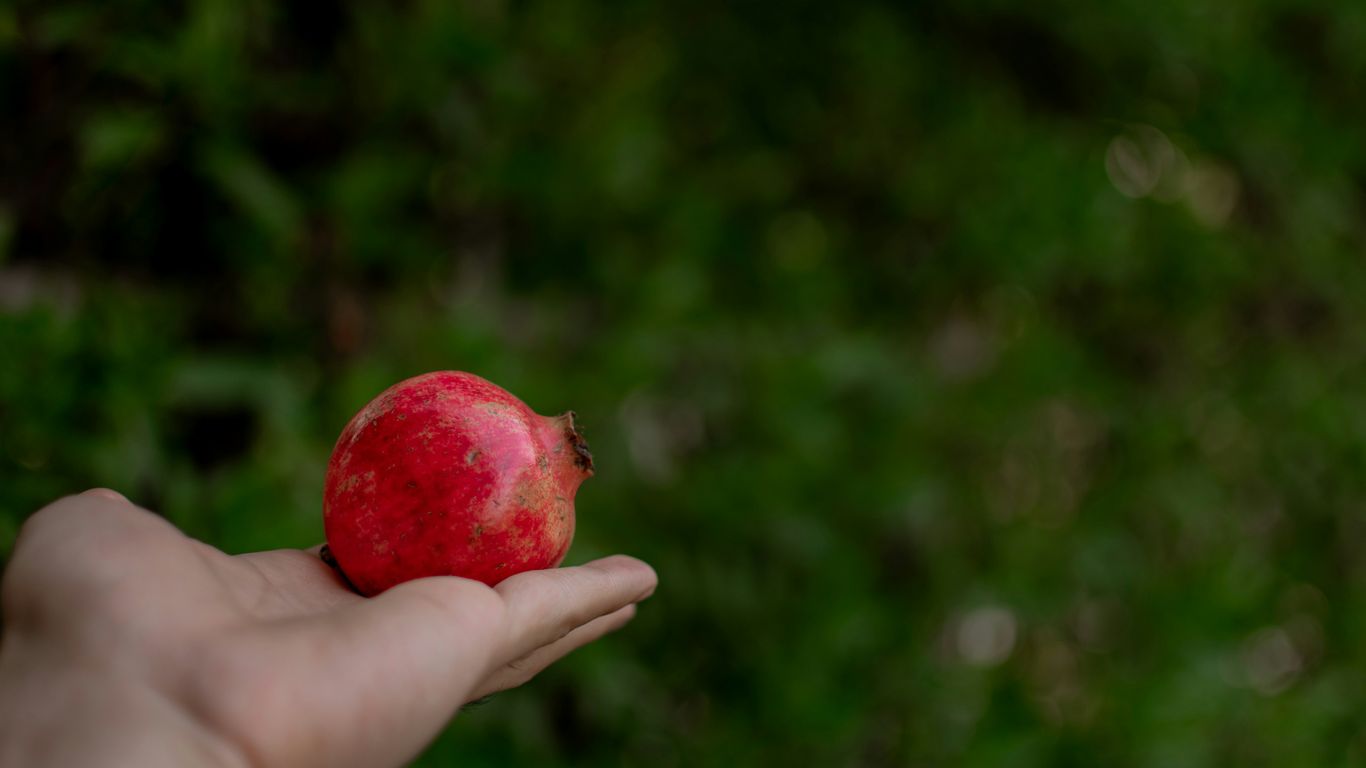 person holding pomegranate fruit