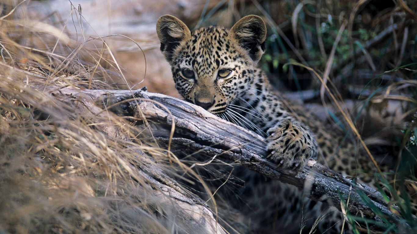 Big Cat Photography at Leopard Hills Lodge: Camera Settings & Best ...