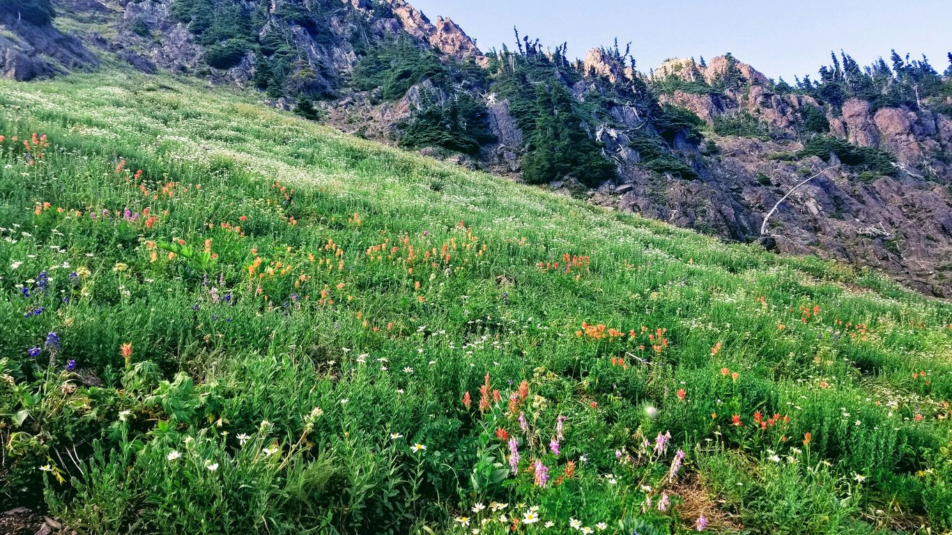 a grassy hill with trees on it