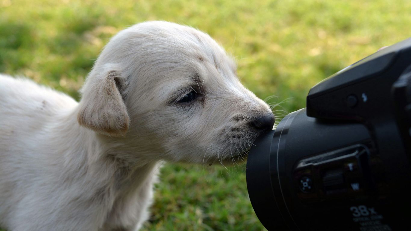 a small white dog sniffing a camera in the grass