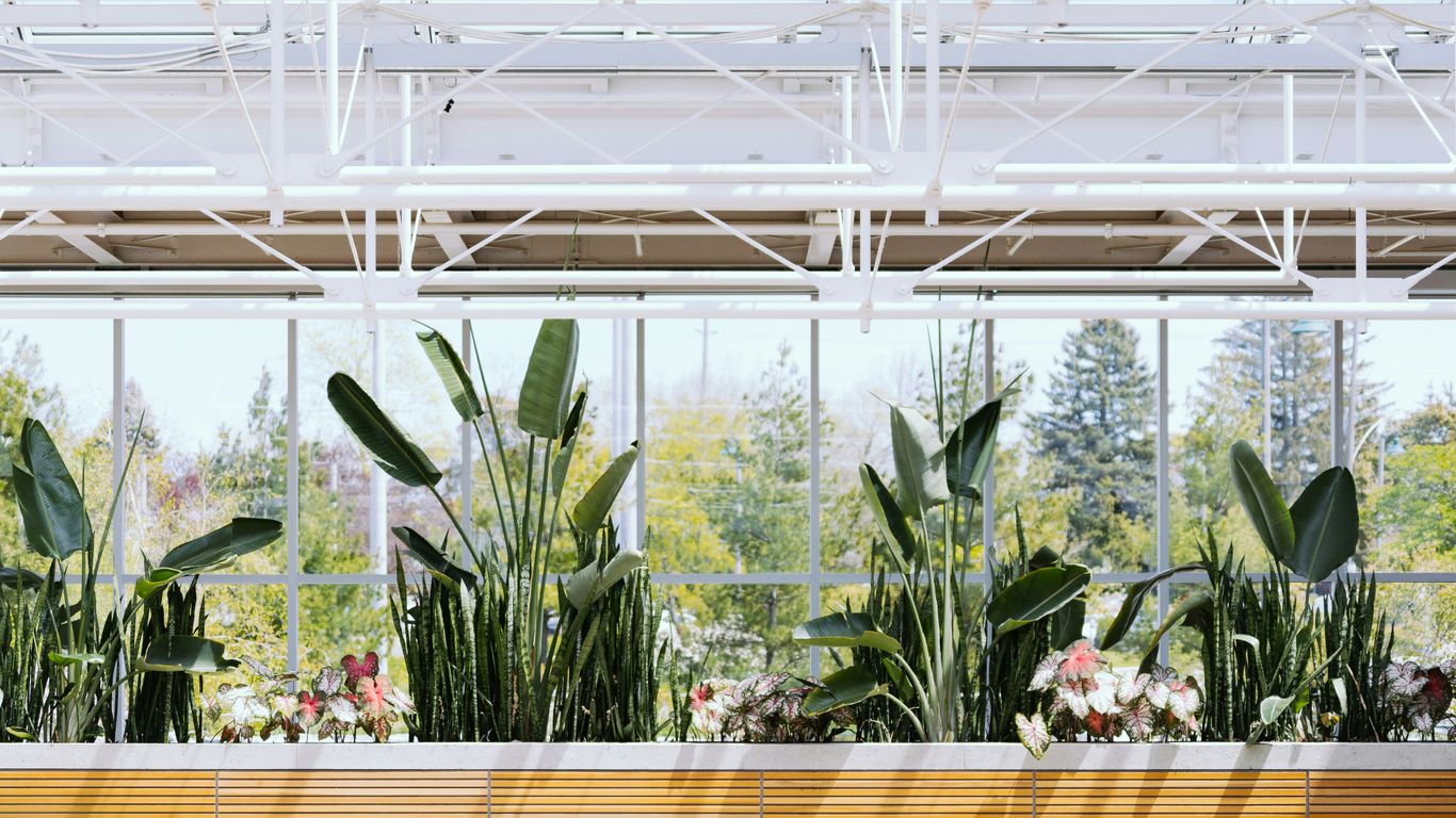 green plants close-up photo