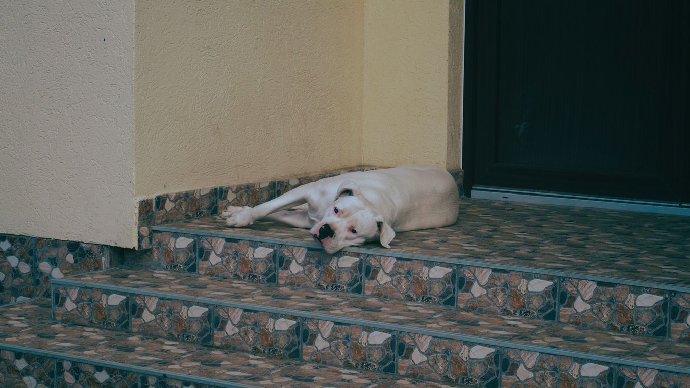 a white dog laying on a step next to a door