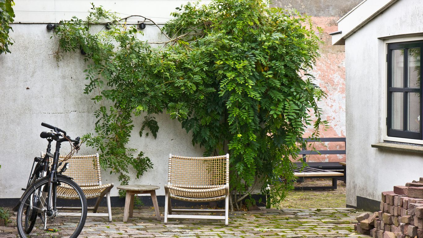 Courtyard with chairs, bicycle, and overgrown greenery