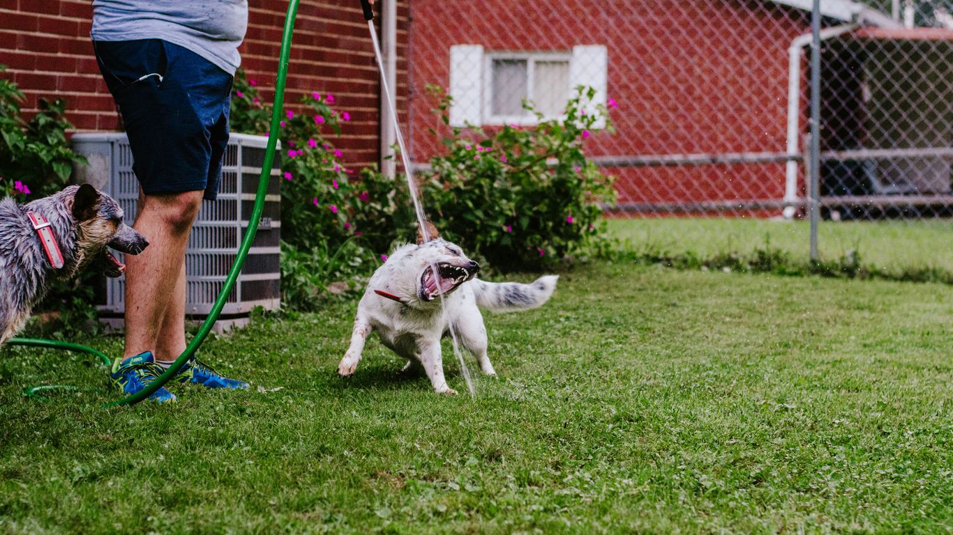 two dogs playing with a hose in a yard
