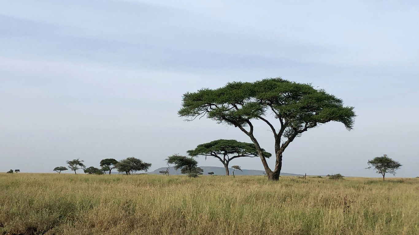 Acacia trees in a grassy savanna under a cloudy sky