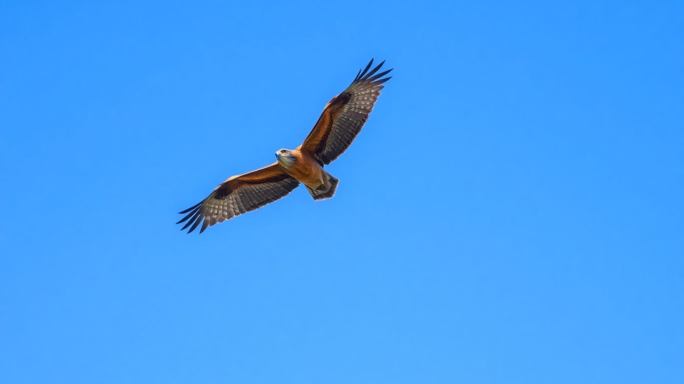 Hawk flying high in the sky.