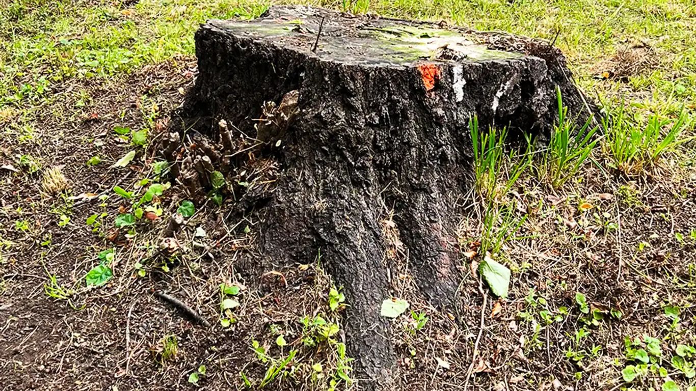 A tree stump surrounded by grass and small plants.