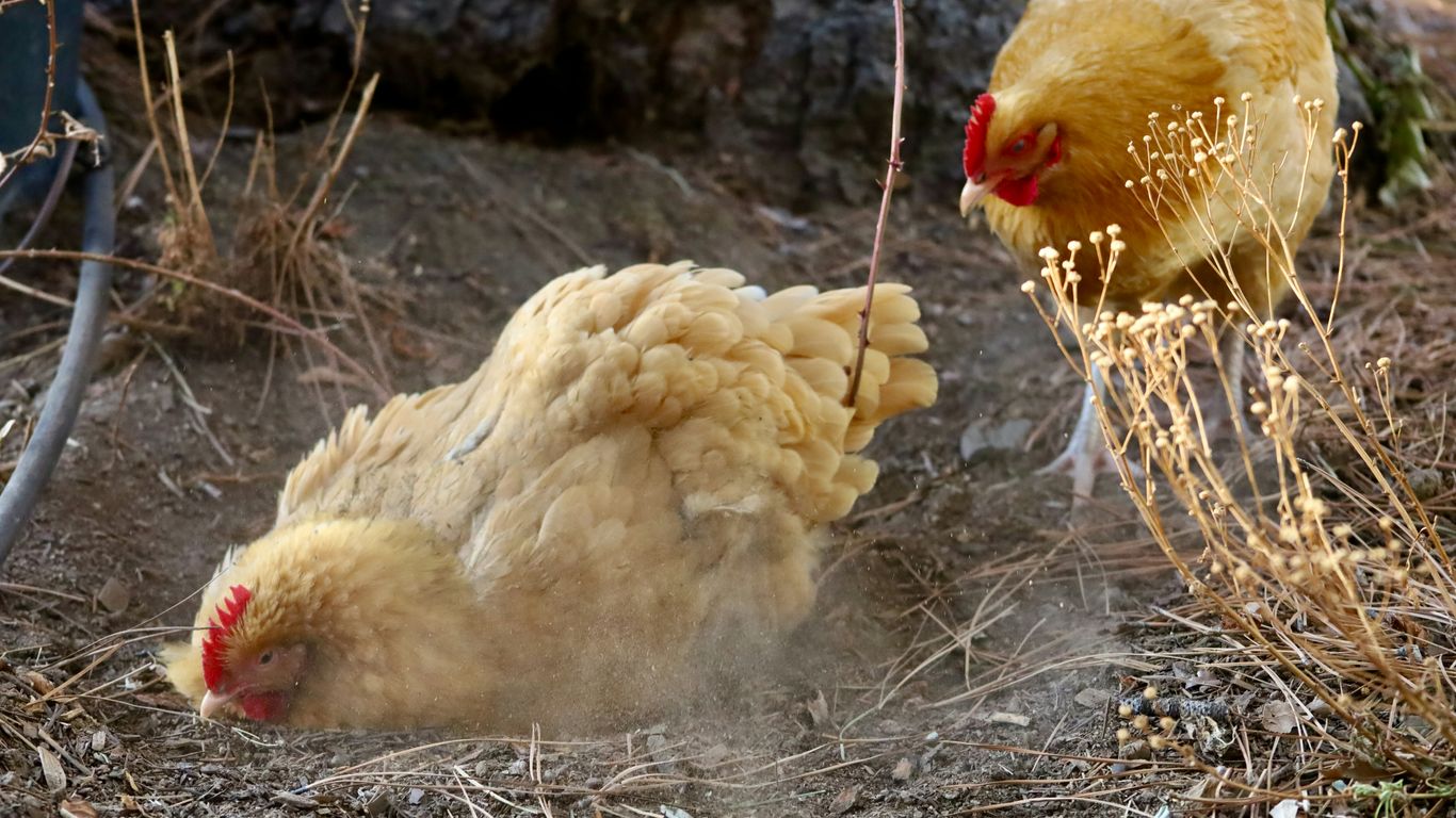 white chicken on brown dried grass