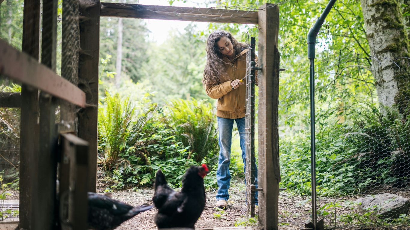 Girl opening chicken coop door with hens nearby