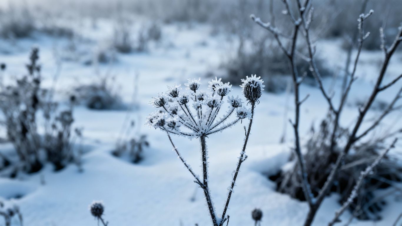 Snow-covered perennial plants in a quiet winter garden.