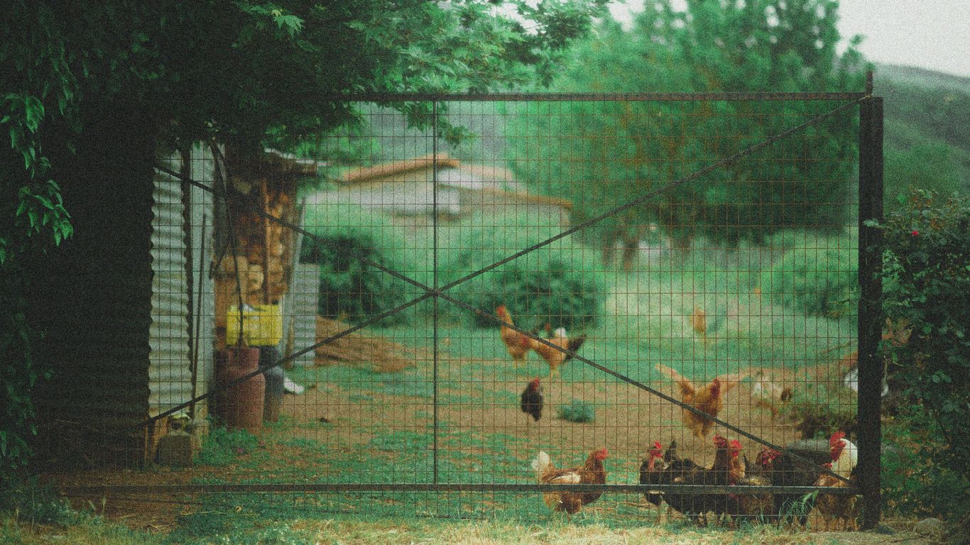 a group of chickens in a fenced in area