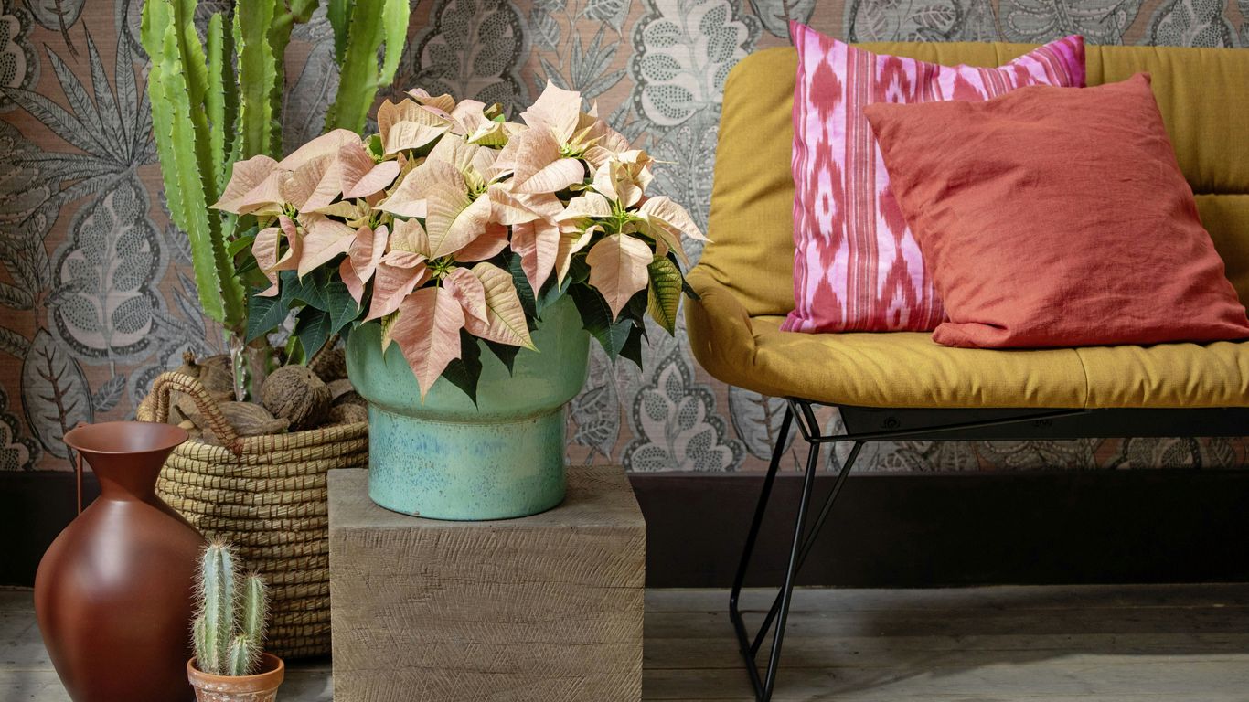 Potted poinsettias and cactus plants on a shelf.