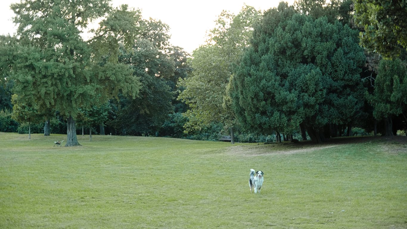 white and black short coated dog on green grass field during daytime