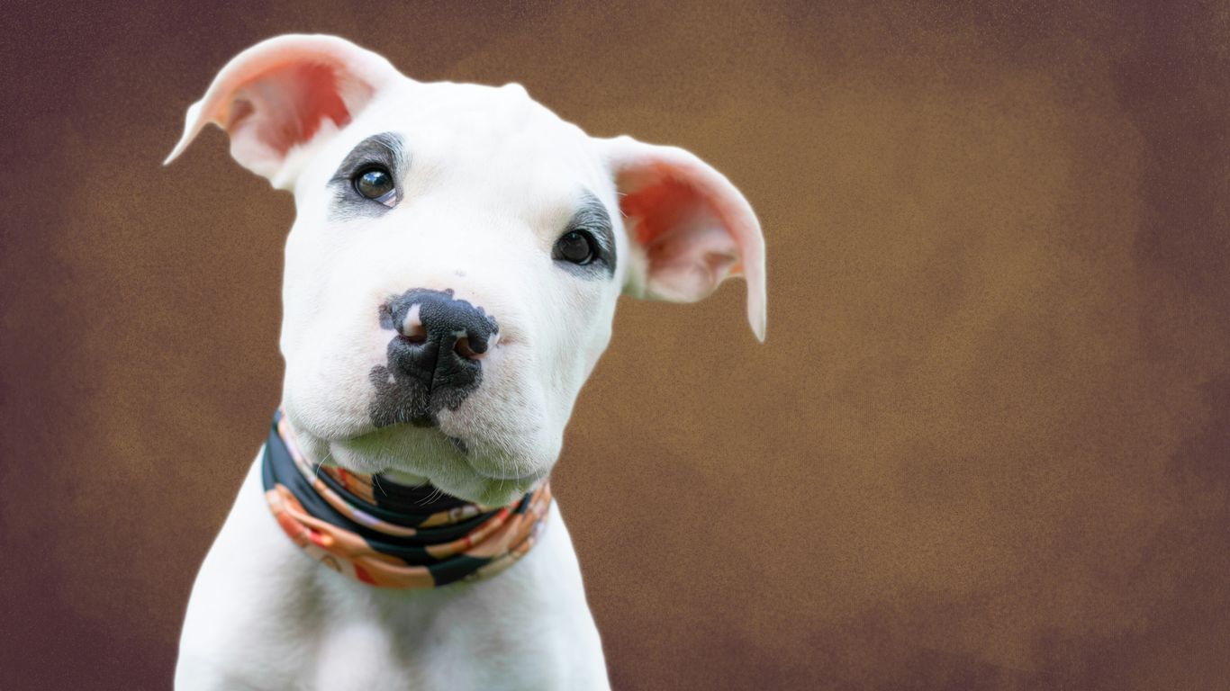 white and brown short coated dog