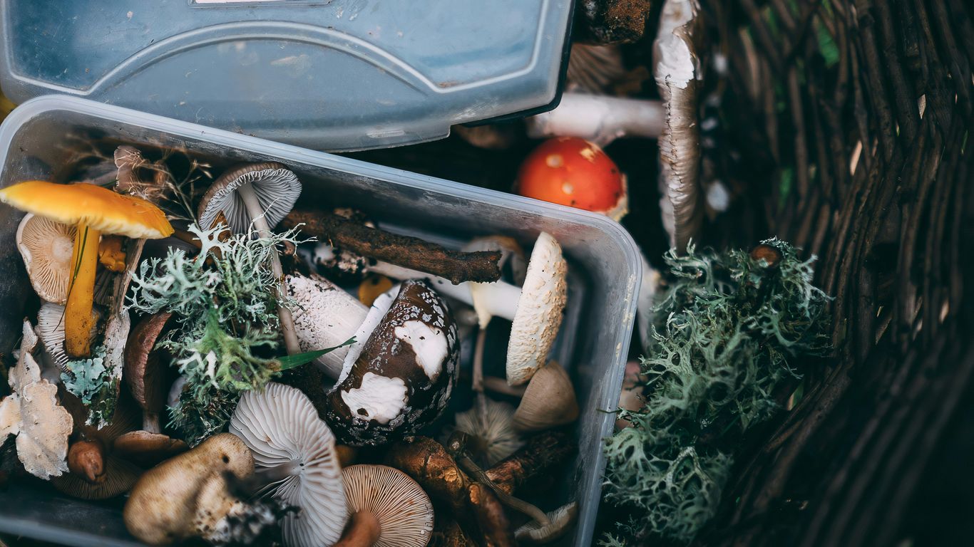 white mushrooms on black plastic container