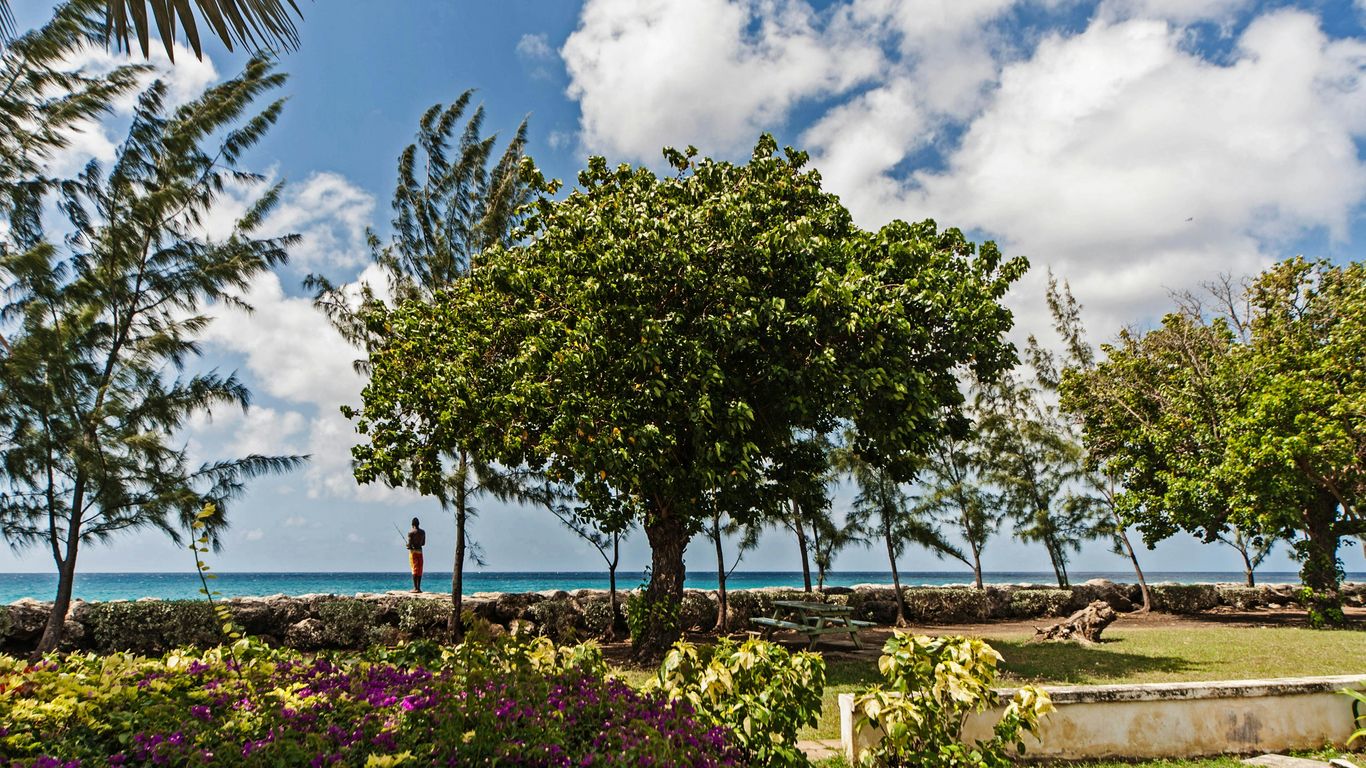 a man standing in the shade of a tree near the ocean