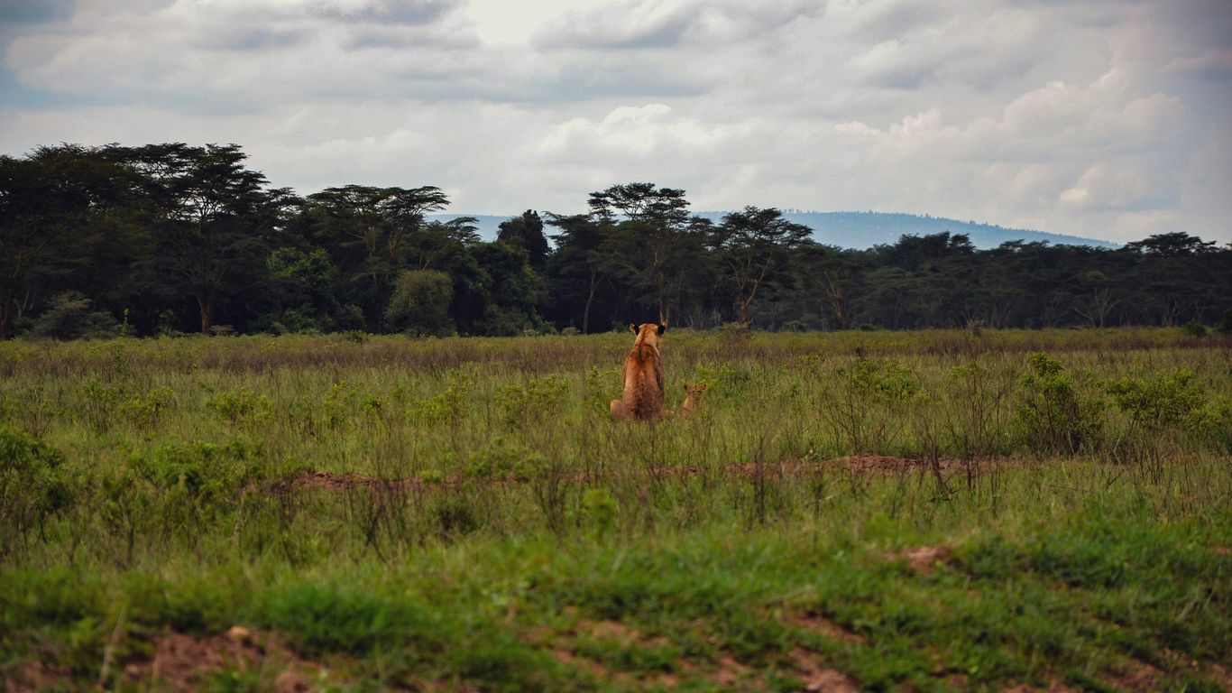 a lion standing in the middle of a field