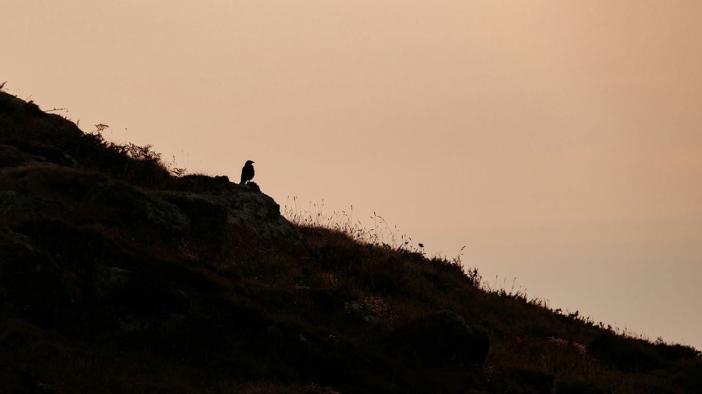 Silhouette of a bird on a rocky outcrop at sunset.