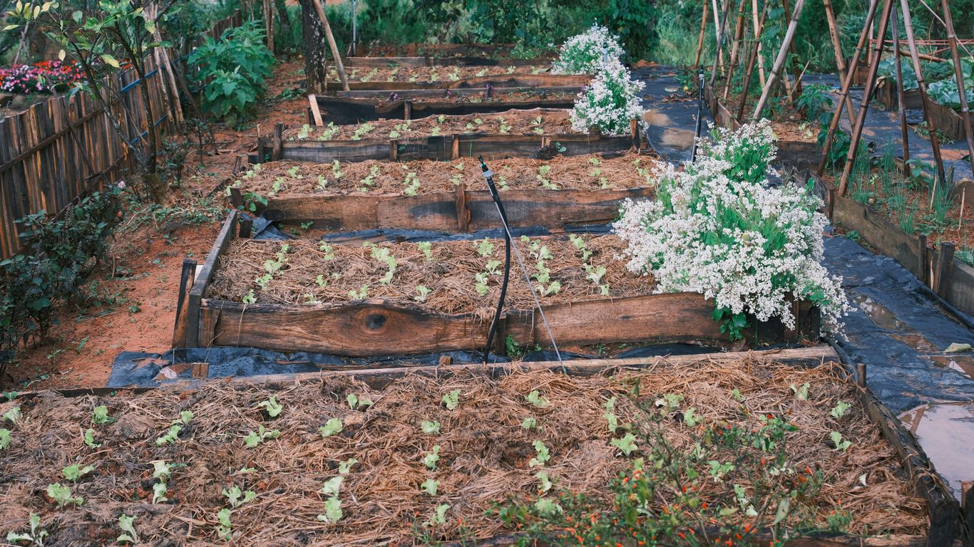 Raised garden beds with young plants and mulch