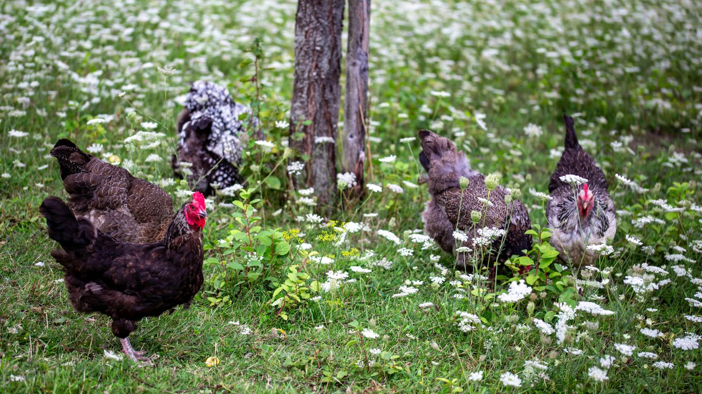 Chickens are foraging in a field of daisies.