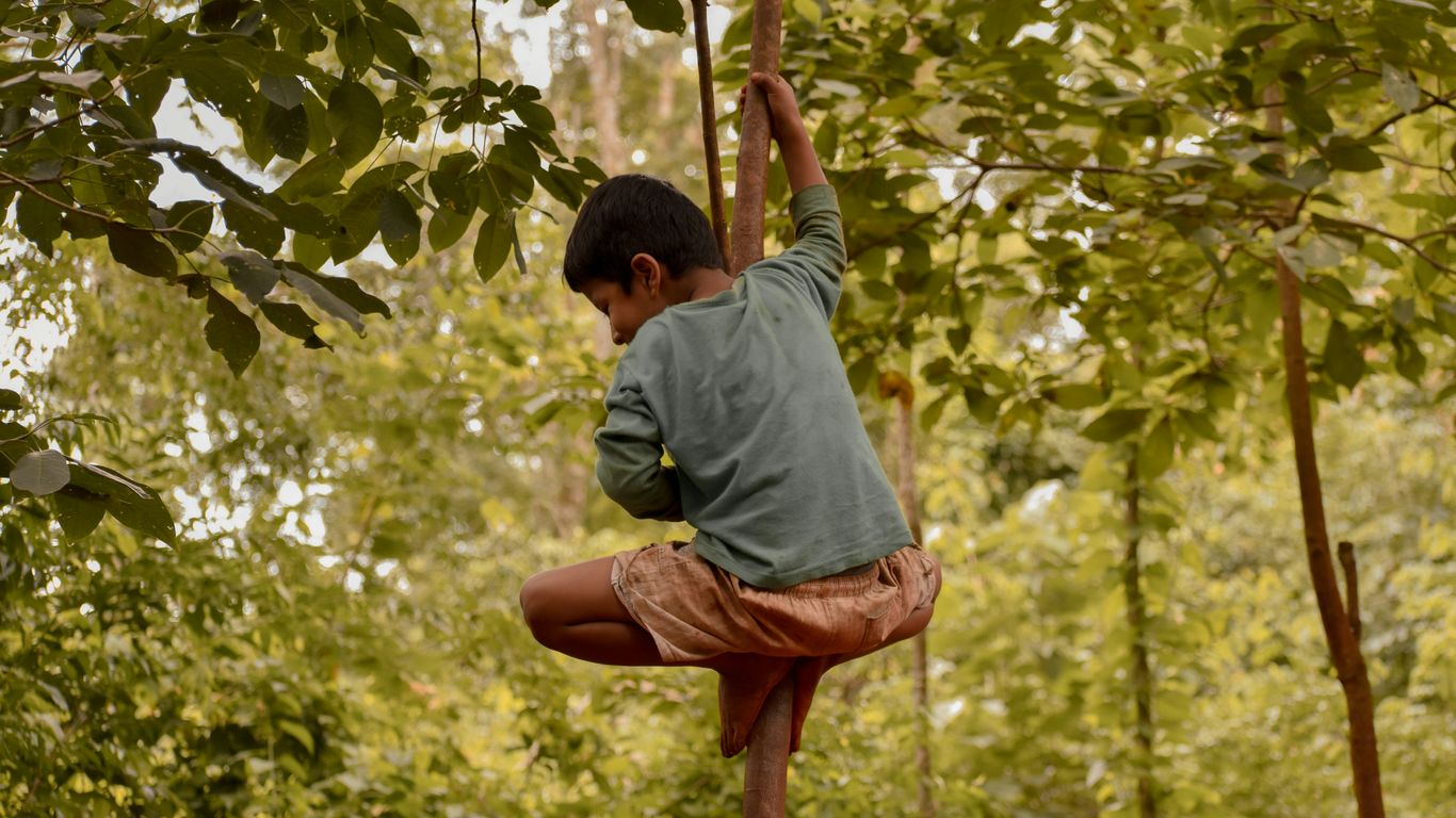 man in gray shirt climbing on tree during daytime