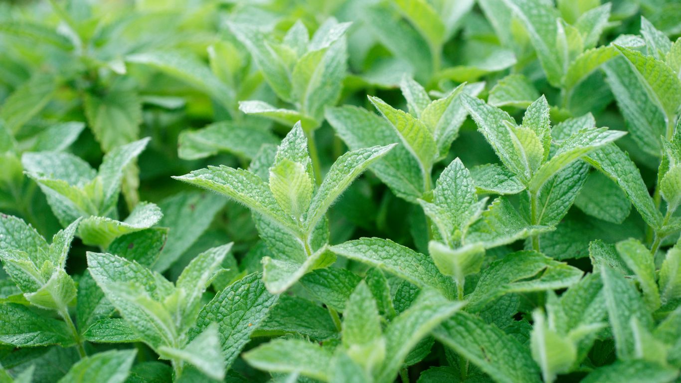 a close up of a bush with green leaves