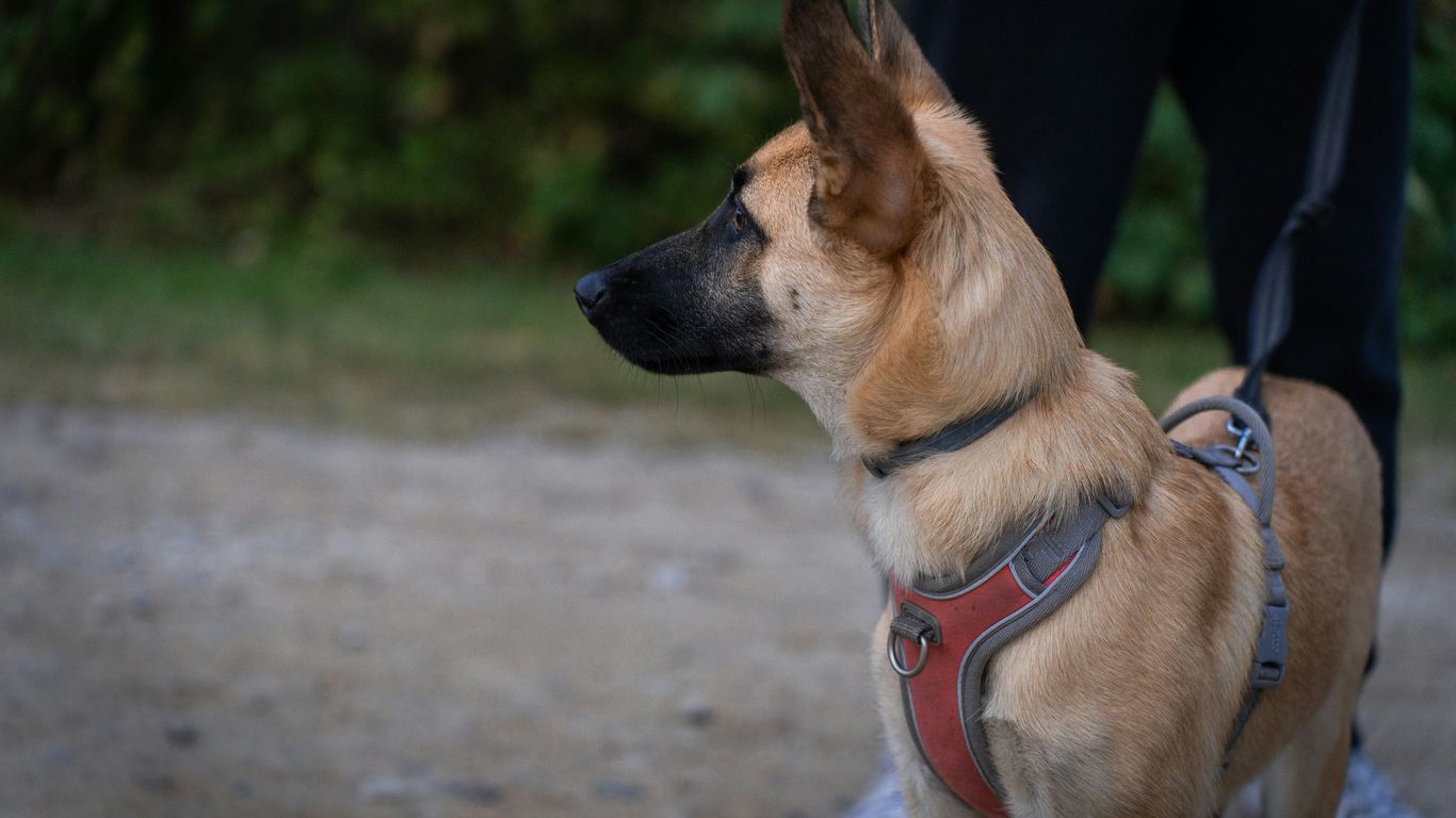 a brown and black dog standing on top of a dirt road