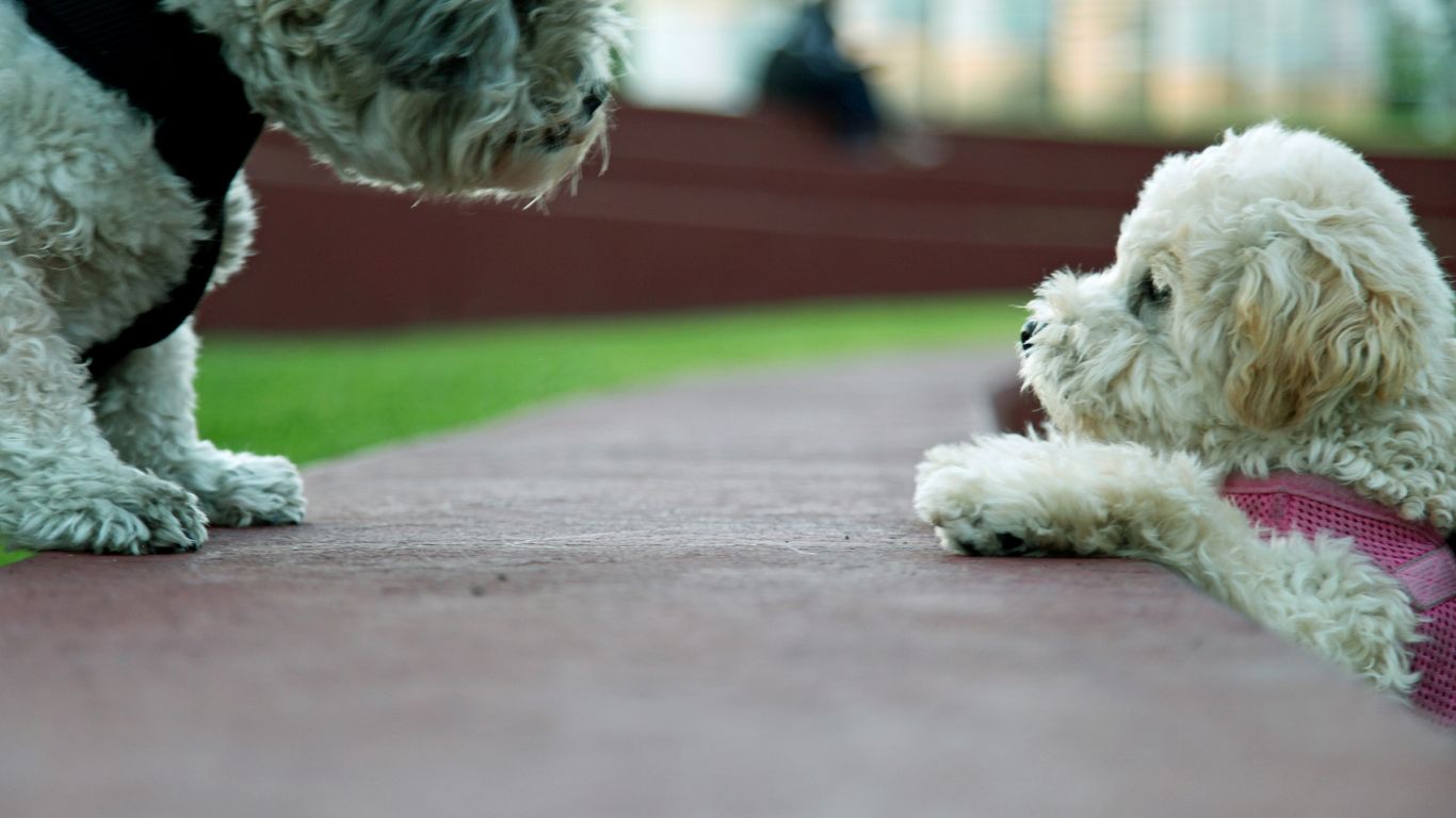 white long coated small sized dog on red carpet