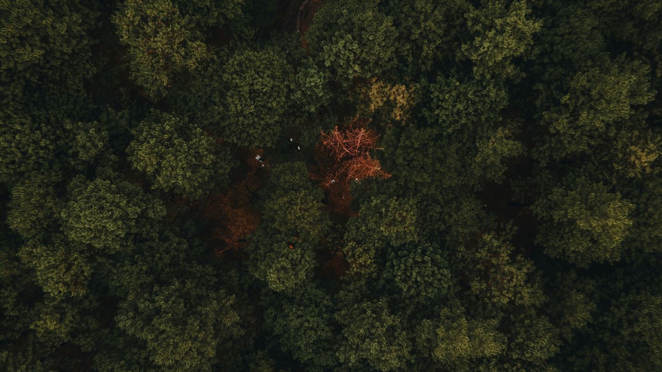 an aerial view of a forest with lots of trees