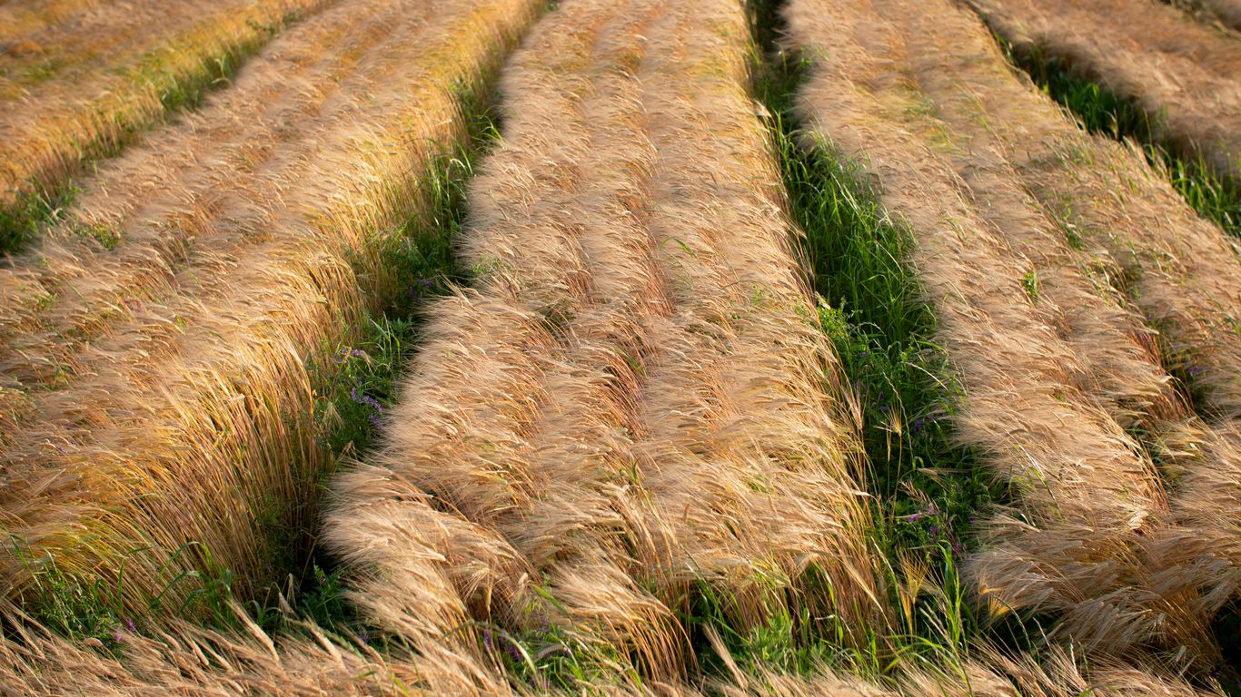 green grass field during daytime