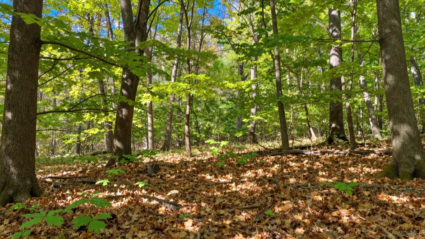 Forest recovering with new growth and scattered autumn leaves.