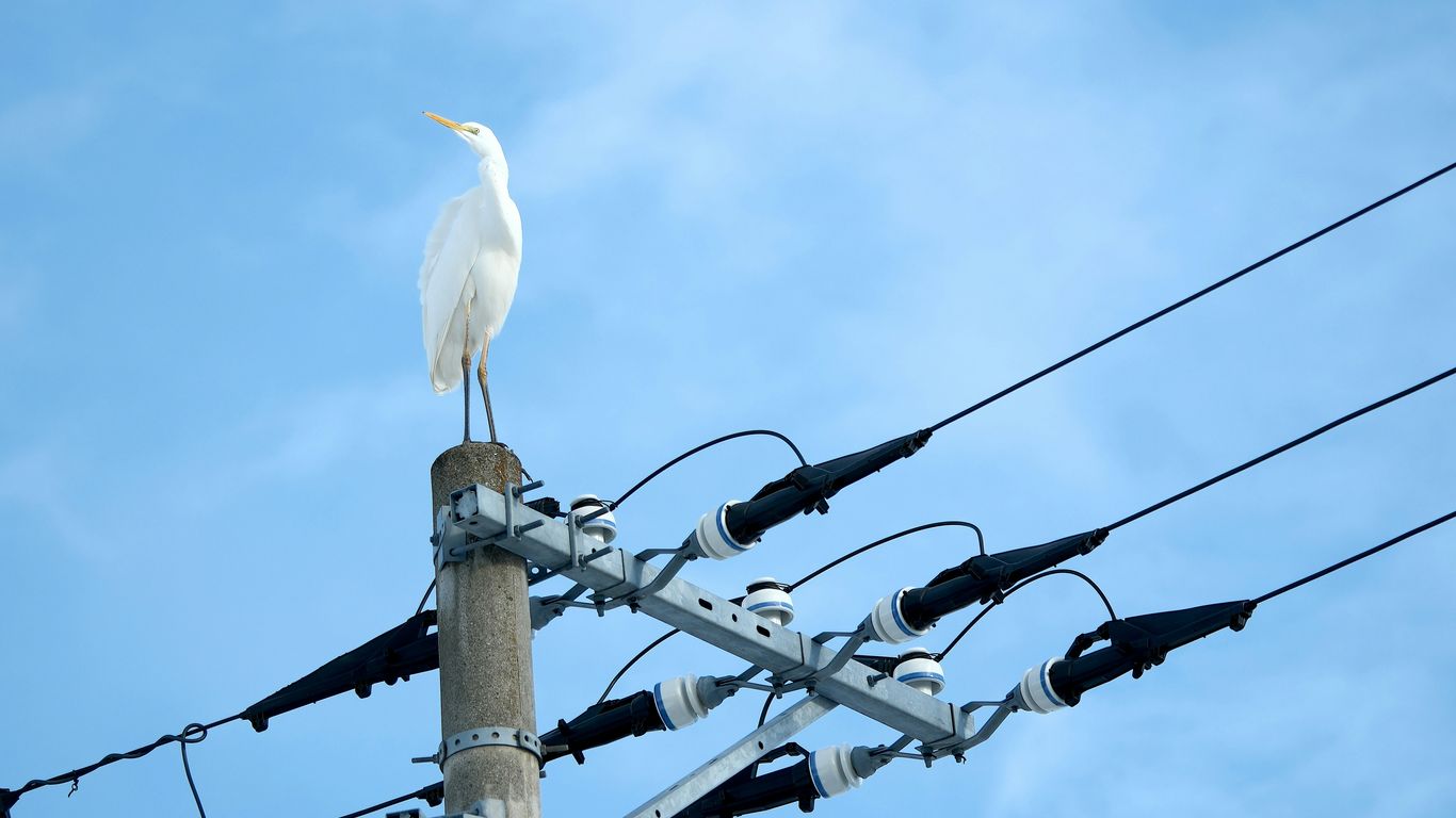 A white bird sitting on top of a power pole